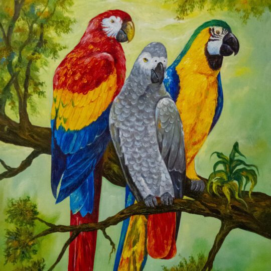 LES PERROQUETS TRICOLORES