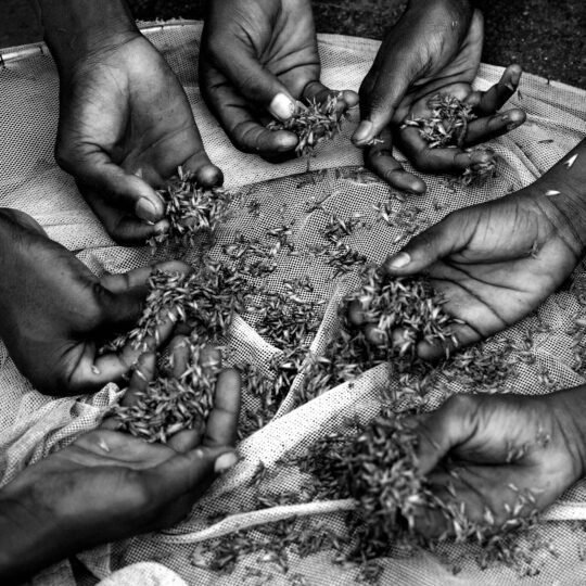 LA CHASSE AUX EPHEMERES